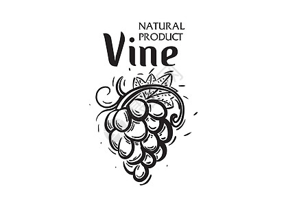 手工绘制的矢量标志 用于酿酒的葡萄插图菜单涂鸦葡萄园草图绘画水果雕刻叶子食物图片