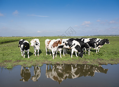 在荷兰的阿姆斯福特附近 达屈草地上发现的年轻小牛群国家家畜土地奶牛奶制品农场牛奶母牛草原天空图片