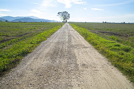 带树的公路小路旅行季节背景图片