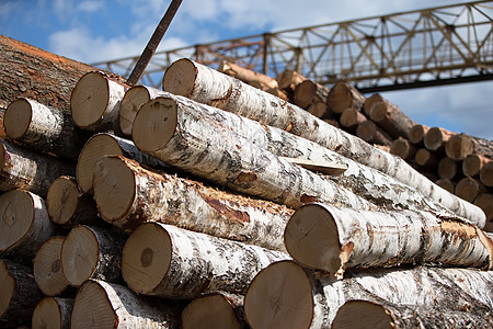原木家具木材加工厂的Birch原木伐木背景