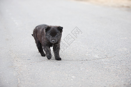 街上的小黑狗在路上图片