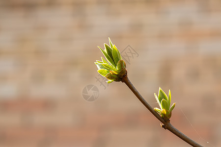 春初在树枝上露出红花芽 太阳照射水平形态灌木衬套宏观园艺季节花园生长生活花蕾植物学图片