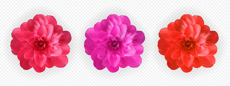 一套五颜六色的自然主义盛开的粉色和紫色山茶花在透明背景上 它制作图案矢量花瓣橙子植物群植物学花束植物季节茶花叶子花园图片