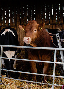一头红奶牛在农场的围裙上图片