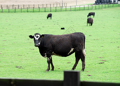夏天农场的黑奶牛图片