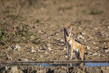 南非Kgalagaddi跨界公园黑背胡狼气候目的地水坑小犬生物沙漠自然保护区动物野生动物犬科图片