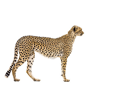 南非Kgalagadi跨界公园Cheetah目的地风景野性荒野动物画幅自然保护区旅游观察生物背景图片