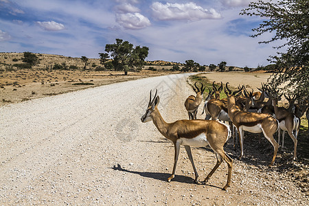 南非Kgalagadi跨界公园斯普林博克游戏自然保护区驱动生物野生动物沙漠袋貂栖息地羚羊旅游图片