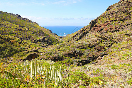 西班牙特内里费岛以大西洋为背景的山地植被与仙人掌和肉质植物图片