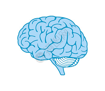 矢量图的人类 brai教育创造力身体下丘脑心理学小脑创新大脑天才药品图片