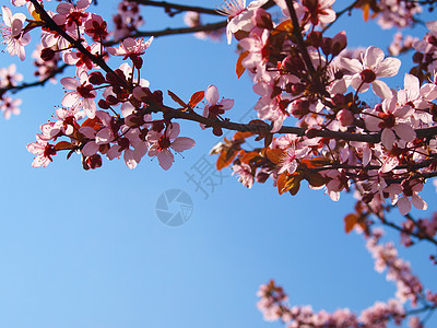 开花果树关门了季节性植物群李子天空园艺粉色季节水果农业花瓣图片