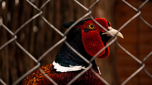 在笼子里捕猎野鸡 动物园或农场的鸟类图片