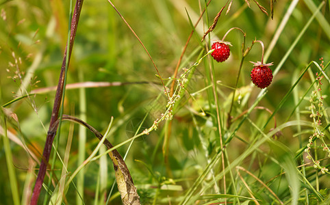 在阳光下生长的野生森林草莓 点亮草地 特写图片