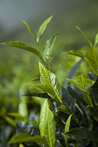 绿茶种植田场地农场农田叶子农业树叶植物风景花园季节图片