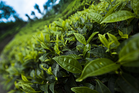 位于斯里兰卡的新绿茶园季节种植园农场农业叶子热带植物阳台旅行风景图片