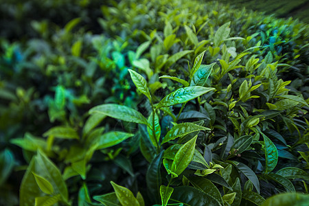 位于斯里兰卡的新绿茶园树叶叶子农田种植园农业风景热带季节场地爬坡图片