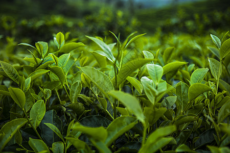 位于斯里兰卡的新绿茶园爬坡农田种植园农业农村场地季节农场阳台花园图片