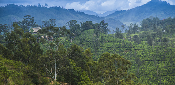 位于斯里兰卡的新绿茶园农场农业热带叶子风景种植园栽培植物树叶爬坡图片