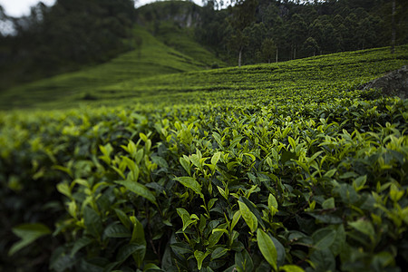 位于斯里兰卡的新绿茶园场地爬坡农业风景叶子种植园农场农田阳台环境图片