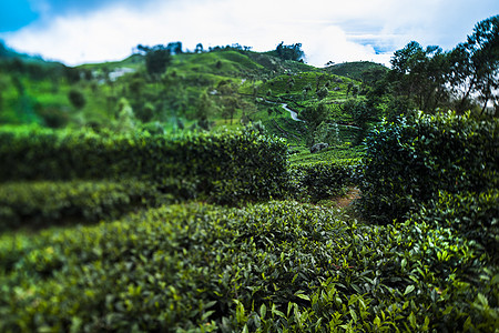 位于斯里兰卡的新绿茶园植物树叶旅行风景爬坡热带农业农场季节栽培图片