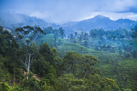 位于斯里兰卡的新绿茶园热带栽培树叶风景种植园农村环境农场旅行植物图片