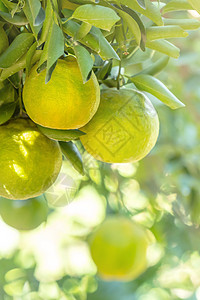 橙色花园果园树上鲜熟的橘子红番茄柑橘太阳环境背光热带农业叶子阳光食物橙子季节图片