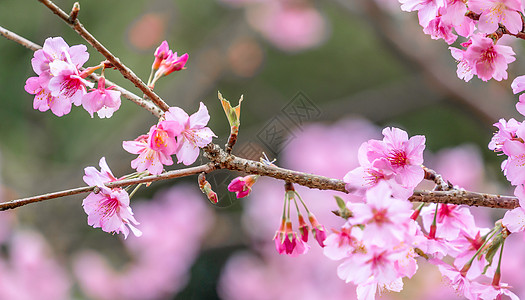 美丽的樱花萨库拉树 在春天在公园开花 复制空间 特写季节旅行蓝色植物背景旅游天空花园花瓣图片
