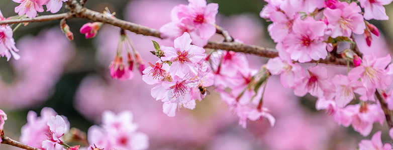 大阪樱花美丽的樱花萨库拉树 在春天在公园开花 复制空间 特写天空花园旅行花瓣蓝色植物背景旅游季节背景