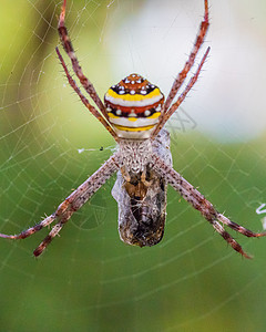 圣安德鲁十字蜘蛛网猎人动物昆虫黑色宏观野生动物猎物微距棕色十字图片