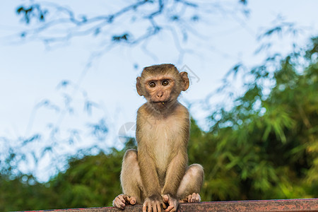 泰国猴子普吉 猴子山的魔猴灵长类猕猴动物哺乳动物野生动物婴儿背景