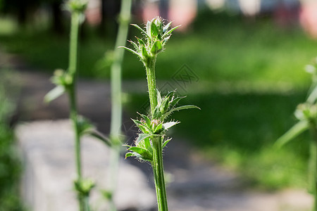 绿草近距离了解夏季田地的背景情况刀片草地杂草植物群生长太阳植物花园农业草本植物图片