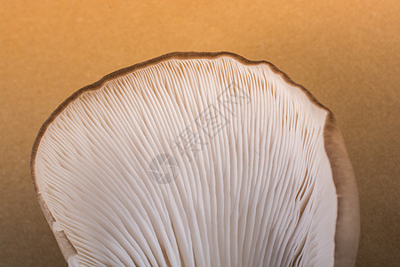 牡蛎蘑菇或软糖蘑菇菌丝体平菇食物饮食侧耳市场美食蔬菜图片