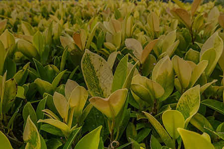 美丽的黄色绿色花园植物 可用于建造对冲 但同时也作为园艺文章的背景 笑声 掌声植物学农业背景图片