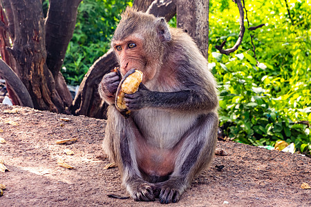 猴子坐着吃香蕉野生动物棕色图片