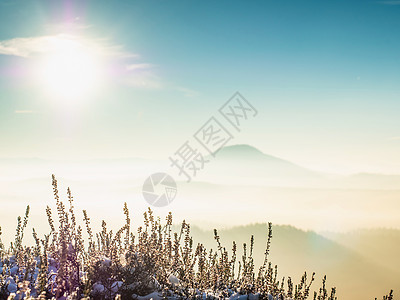 在岩石边缘的雪丛中 山地风景中的寒冷的薄雾清晨森林天空悬崖公园日落山脉冒险蓝色橙子国家图片