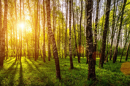 日落或日出时 太阳射线穿透树丛 在树林里刺穿了树枝光束阳光嫩叶叶子第一叶风景生长春林太阳光桦木背景图片