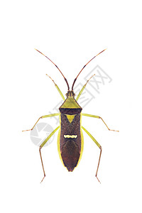 绿色豆荚虫 半翅目 在白色背景上的图像 从顶视图 昆虫 动物叶子荒野橙子棉布昆虫学花园臭虫生物宏观生物学图片