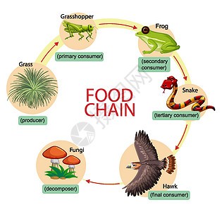 显示食物柴的图表教育两栖动物卡通片思维导图哺乳动物消费者丛林生物动物群图片