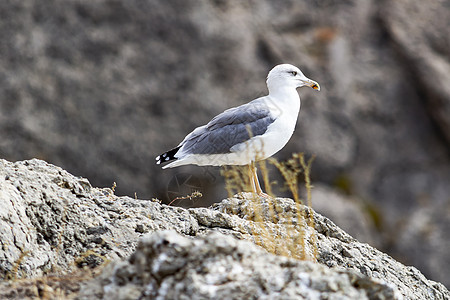 悬崖附近的岩石上有海鸥 海边 阳光明媚的秋天海岸海景翅膀海洋蓝色支撑鸟类环境天空海鸟图片