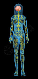 人体神经系统灯丝电机保健系统药品脊柱生物大脑灰质毒素图片