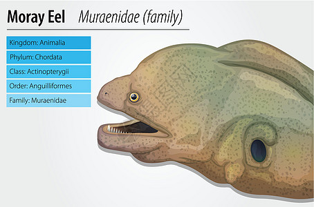 海鳗游泳盘子动物科学生物学生态插图鳗鱼食肉野生动物图片