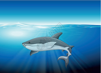 鲨鱼动物学生物学耳朵浓度低温色谱密度水温池塘氧气图片