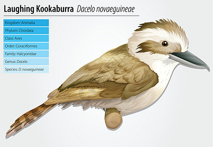 欢笑的Kookaburra飞行生活生态形目盘子羽毛荒野插图翅膀鲷科图片