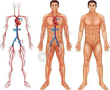 静脉产业园男性循环系统绘画科学主动脉总动脉肱动脉下腔上腔流通静脉解剖学插画