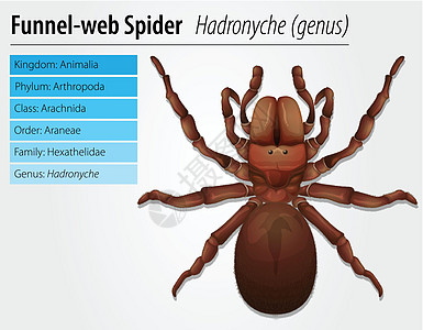 澳大利亚漏斗网蜘蛛生物野生动物生物学荒野菌类盘子兽科结核菌网络漏斗图片
