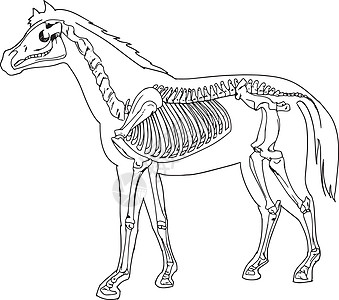 马骨架尾巴蹄子肩膀教育插图肋骨小马图表骨头绘画图片
