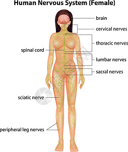人体神经系统中枢神经神经男性网络生物学系统艺术品药品科学脊柱图片