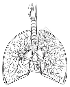 毛细血管扩张人类肺病人体生物循环草图科学血管插图气体毛细管交换设计图片