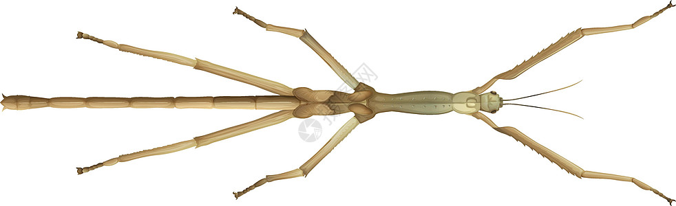 竹节虫背景图片