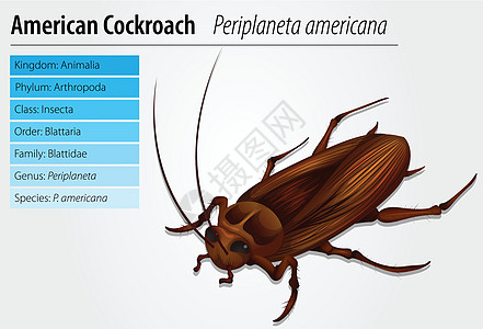 美洲大蠊  蟑螂王国生活昆虫插图家庭生物学艺术动物骨骼班级图片
